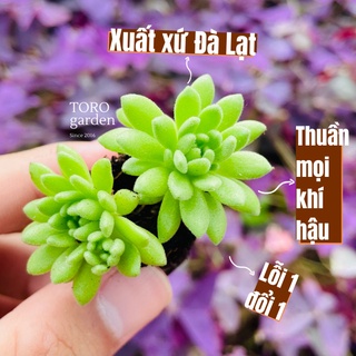 Sen đá sedum dù xanh Đà Lạt size mini cây cảnh trang trí nhà cửa Toro garden