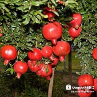 Cây lựu lùn ấn độ