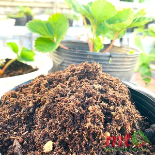 Đất Trộn Sẵn Chuyên Dùng Trồng Cây Dâu Tây, Đủ Dinh Dưỡng, Bao 2kg