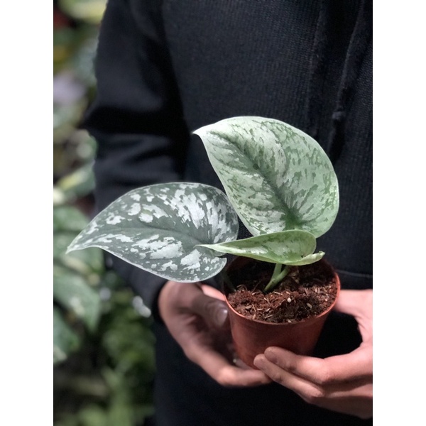 Cây trầu bà lụa