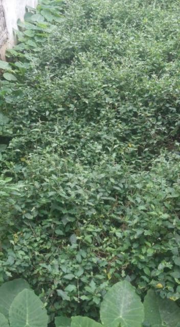 cà gai leo khô | BigBuy360 - bigbuy360.vn