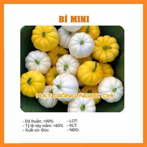 Hạt Giống Bí Mini (Hạt Giống Ngọc Chi) - 10 Hạt