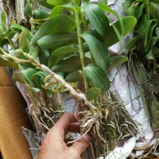 Hoa phong lan phi điệp lai trầm