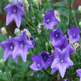 Hạt giống hoa cát cánh ( hoa năm cánh ) - Tặng gói hạt ngẫu nhiên