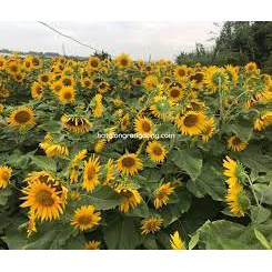 (Gói 20 hạt) Hạt giống hướng dương tháp -Thu được hạt F2-Công ty Rạng Đông_ nhiều hoa dễ trồng tỷ lệ nảy mầm cao