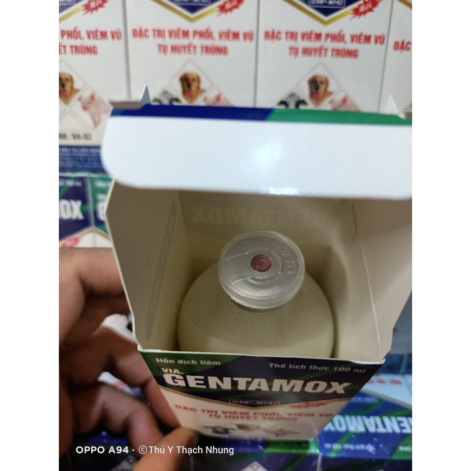 Dùng cho động vật GENTAMOX  Viavet. an toàn cho động vật bầu và nuôi con.