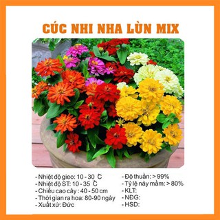 Hạt Giống Hoa Cúc Nhi Nha (Lá Nhám/Ngũ Sắc Zinnia) Lùn - 50H
