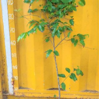 Cây hồng quân ...8 tháng cây cho trái