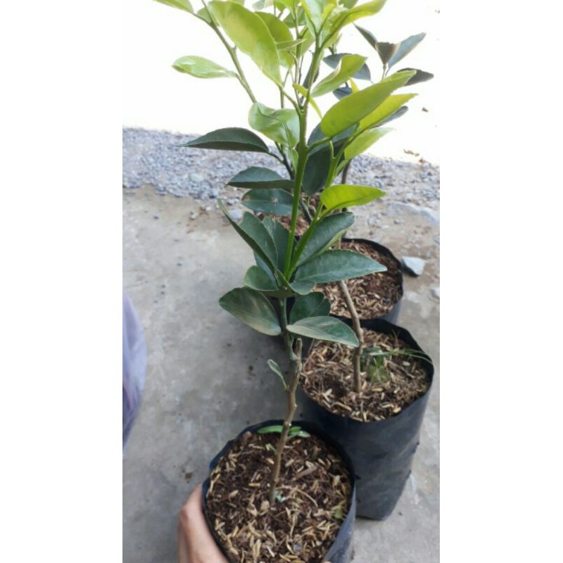 Cây giống Cam sành và Cam Xoàn ngọt