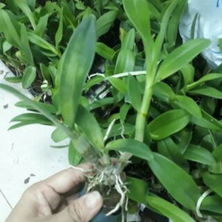 Combo 10 Cây Denro giống