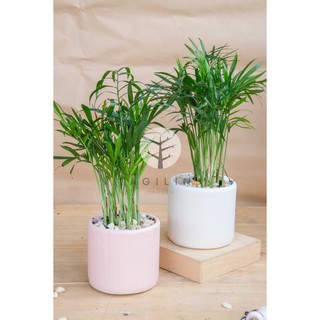 Chậu cây cau tiểu trâm mini trồng trong chậu men