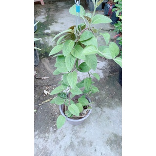 03 Cây Giống Lá Mơ Lông Gia Vị 981SP 982sp