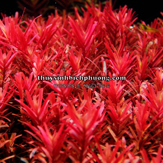 ROTALA COLORATA - VẨY ỐC ĐỎ 3 LÁ - CÂY THỦY SINH MÀU ĐỎ SIÊU XINH