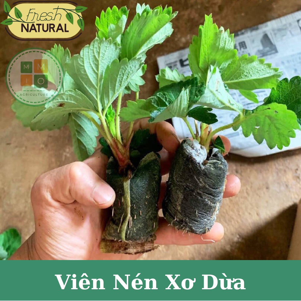 Viên nén xơ dừa (1 viên) - Ươm hạt giống cây trồng, giâm chiết cành siêu tiện lợi
