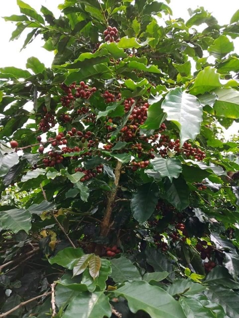 100g BỘT CÀ PHÊ NGUYÊN CHẤT TẨY TẾ BÀO CHẾT TRẮNG DA Handmade | BigBuy360 - bigbuy360.vn