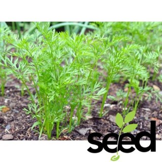 Hạt Giống Cà Rốt Dễ Trồng 5Gram