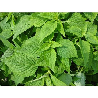 HẠT GIỐNG Rau Kinh Giới ( Rau Gia Vị Ngon) - 2 gr