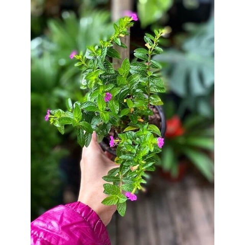 Cây Cuphea hyssopifolia Hawaiian Heather (Thạch Nam Hawaii) chậu nhựa 8cm