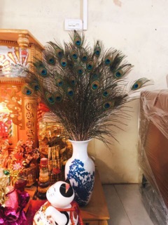 lông công 95-100cm loại mắt vừa