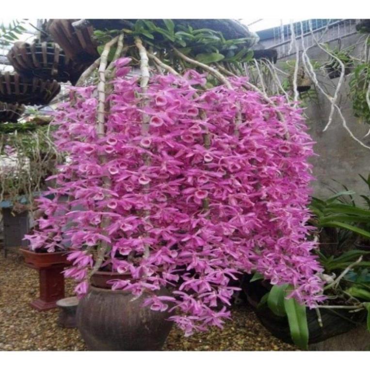 Phân B1 Thái Lan. Chai 100ml. Dùng cho Lan, Hoa cây cảnh, cây bonsai, Hoa hồng, hoa giấy