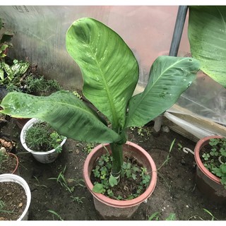 Cây Đại Phú Gia