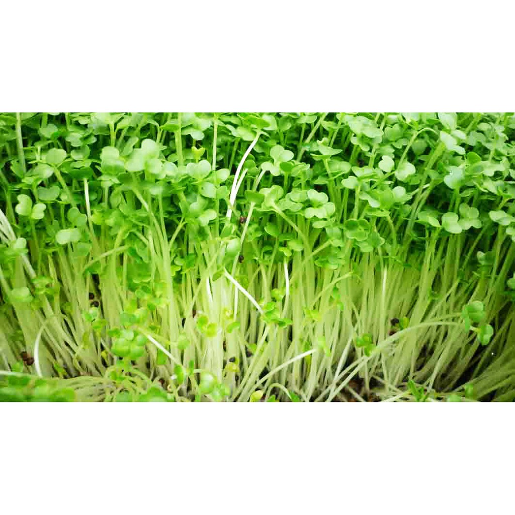 Hạt Giống Rau Mầm Sạch, Tốt Cho Sức Khỏe Gói 20Gr