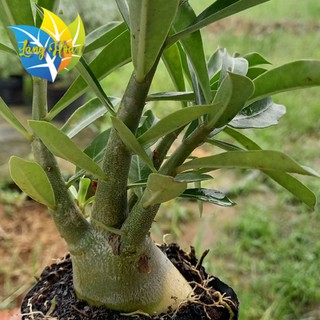 Cây sứ thái || cây con siêu xinh || giá sỉ