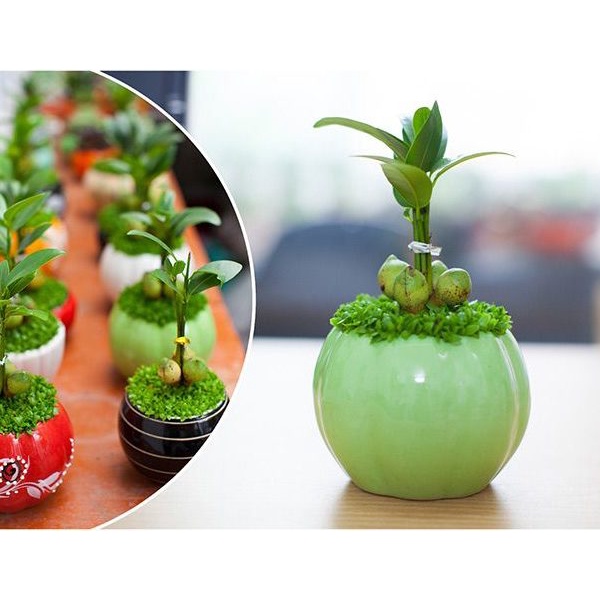 Hạt giống cỏ may mắn dễ trồng TOTT's fertilizer