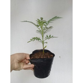 cây giống cúc vạn thọ cao