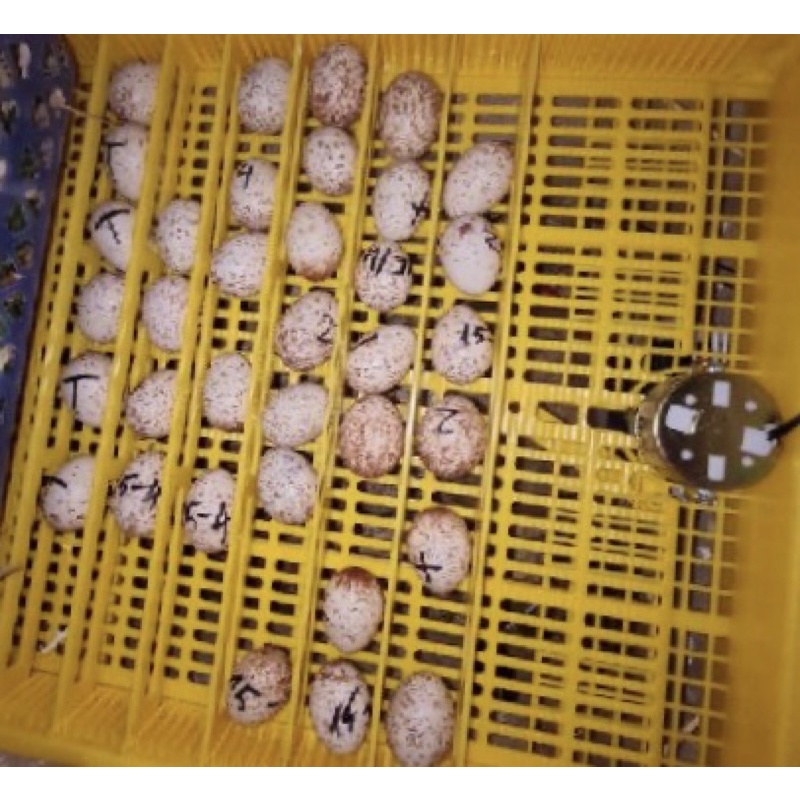 máy ấp trứng vẹt -máy ấp trứng chào mào -máy ấp trứng yến phụng