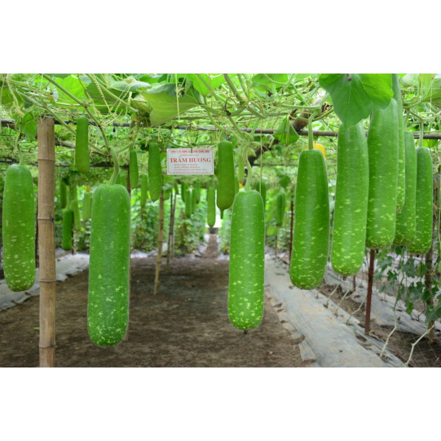 Hạt giống cây bầu sao quả ngắn
