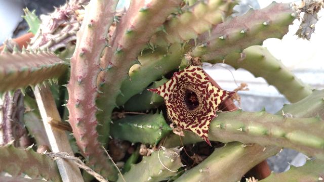 Sao biển Huernia recondita 10k/3nhánh