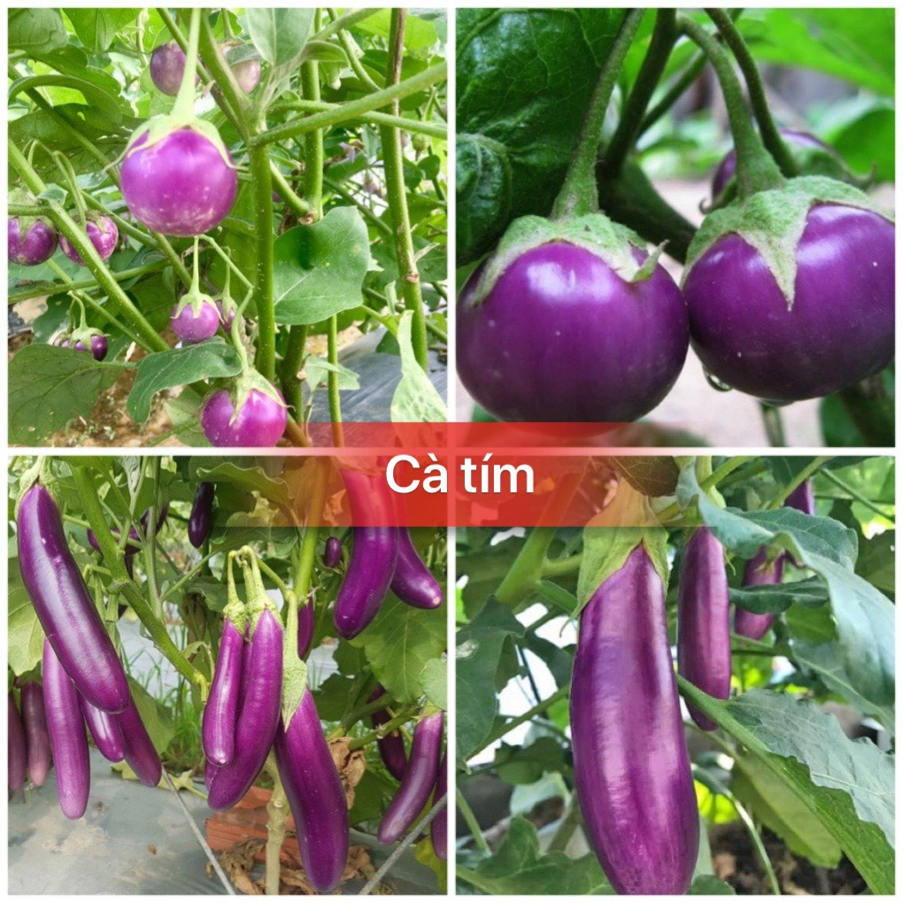 Hạt giống cà tím tròn/ cà tím dài siêu quả F1