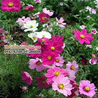 Hạt giống sao nhái cao màu hồng, trắng, tím 1000 hạt