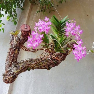 1 Lan Quế Tím to 3 cặp lá đẹp
