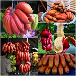 Hạt Giống Chuối Đỏ - 10 Hạt / Gói ( Hàng Loại 1 )