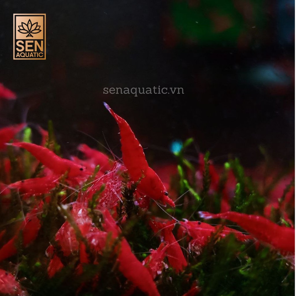 Tép Cảnh SRC Việt