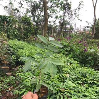 Combo 2 Cây móc mật