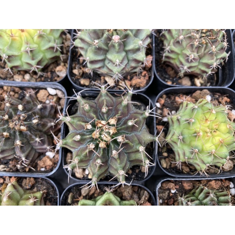 Xương rồng Gym vân ~5cm