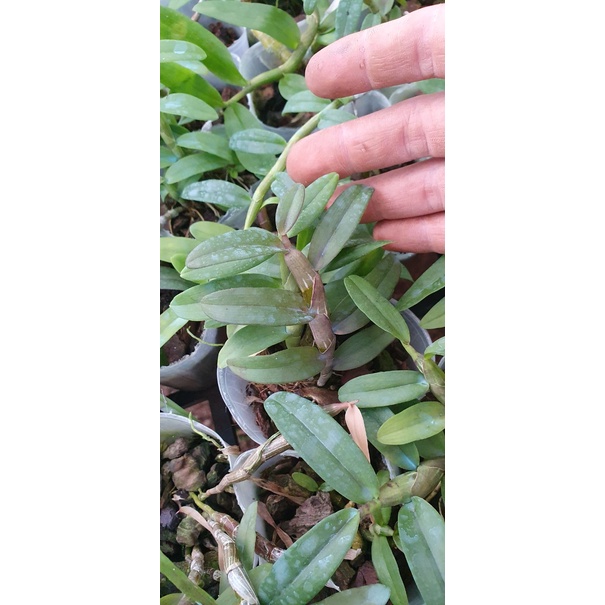 [Giá hủy diệt] combo 10 loại phi điệp hồng nổi tiếng