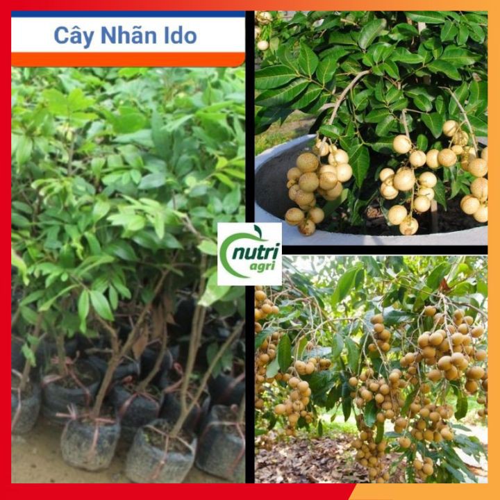 [SHOP Ở KV GIAO HÀNG ĐƯỢC] Cây Giống Nhãn Thái Ido Trồng Chậu_Nhãn Ido Ít Sâu Bệnh Năng Suất Cao Quả Ngọt Hạt Nhỏ