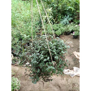 Cây tổ ong giỏ treo