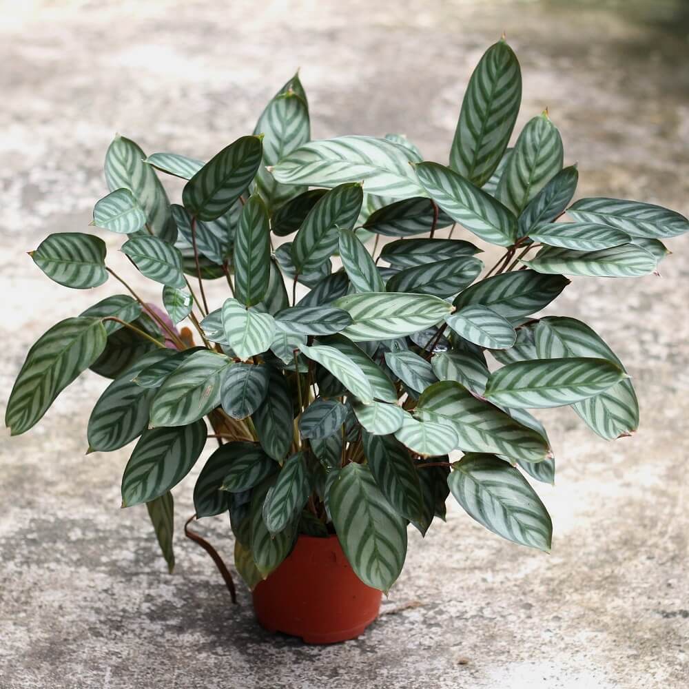 Cây Calathea setosa (Ngân Vũ Trúc Vu, Công Setosa, Đuôi Công Setosa) chậu nhựa