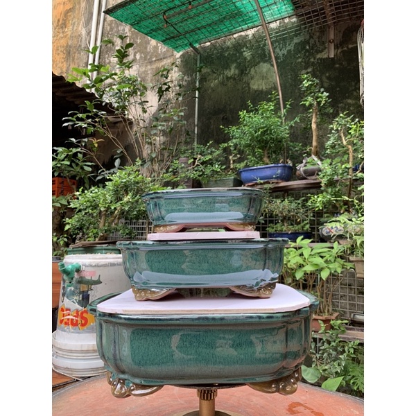 Chậu áng mây