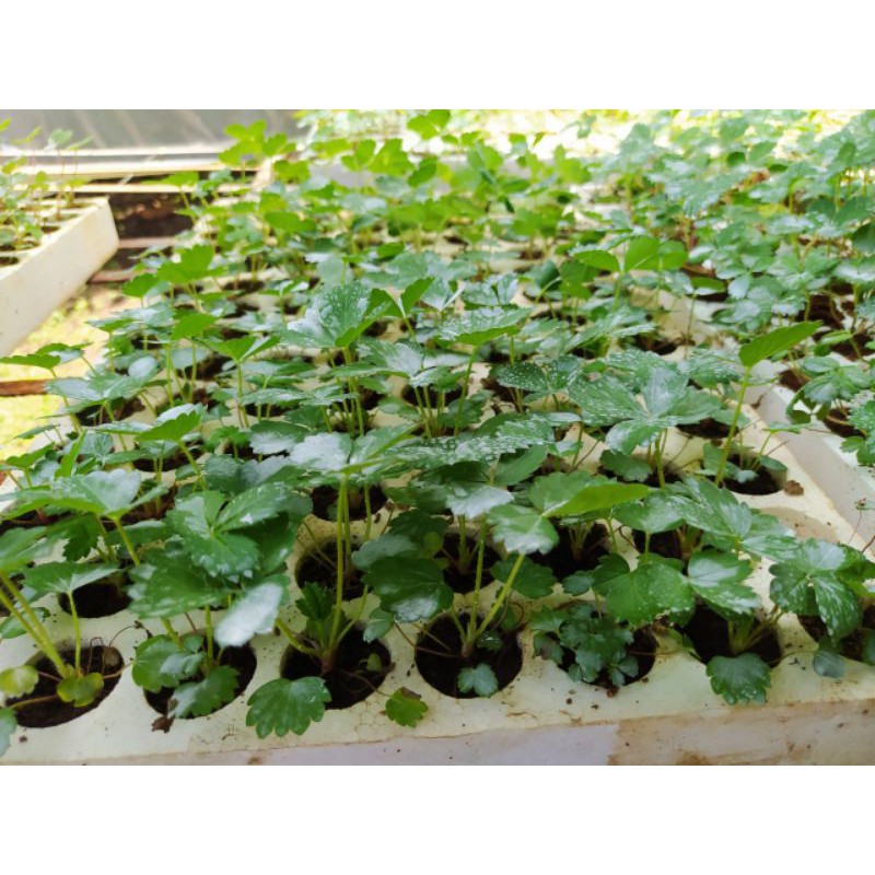 Combo 10 cây dâu tây Hàn Seahyang cấy mô