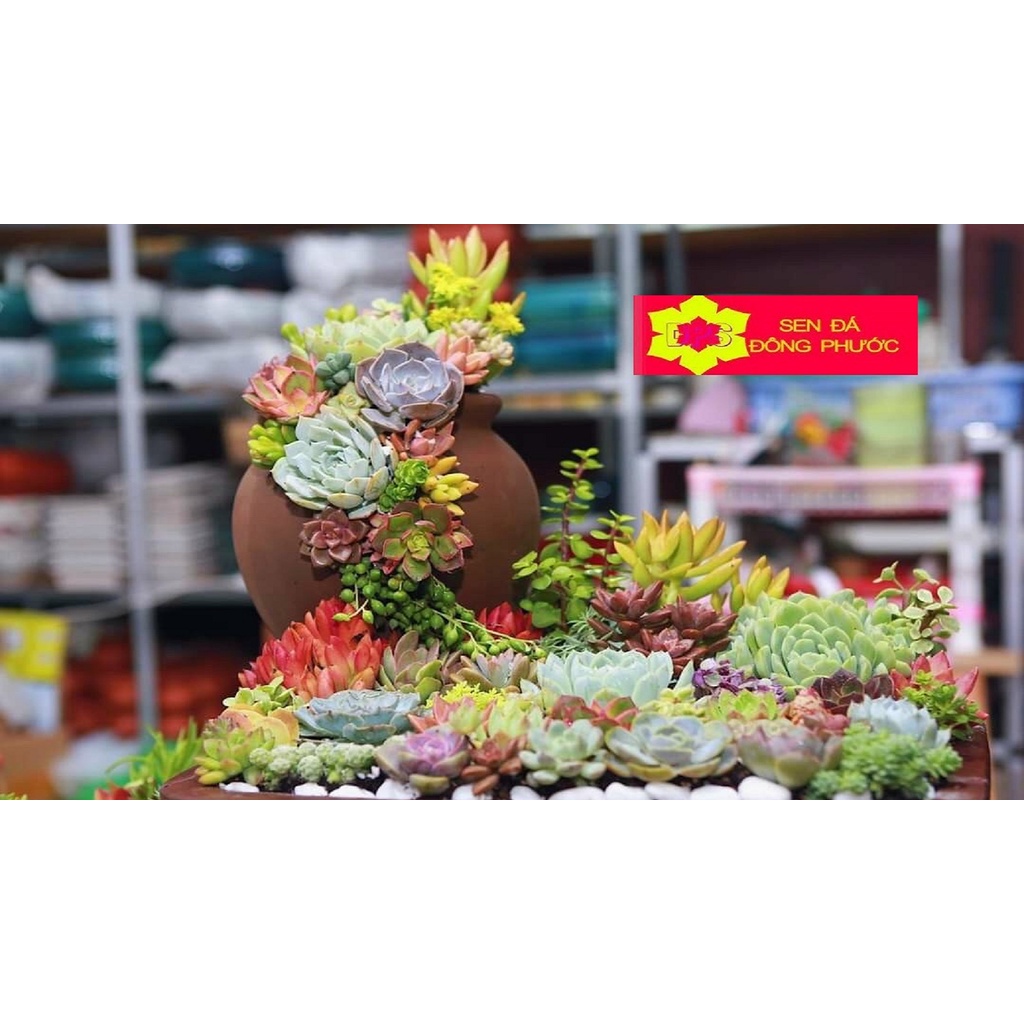 Sỏi Trắng rải mặt đất chậu cây - Phụ kiện làm tiểu cảnh sen đá xương rồng, cây phong thuỷ văn phòng đẹp