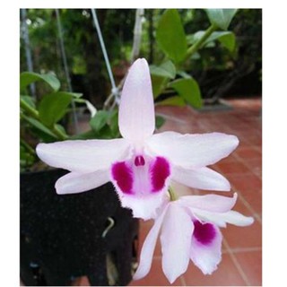 Hoa lan phi điệp mắt đỏ hoà bình+ 700g phân thỏ hữu cơ