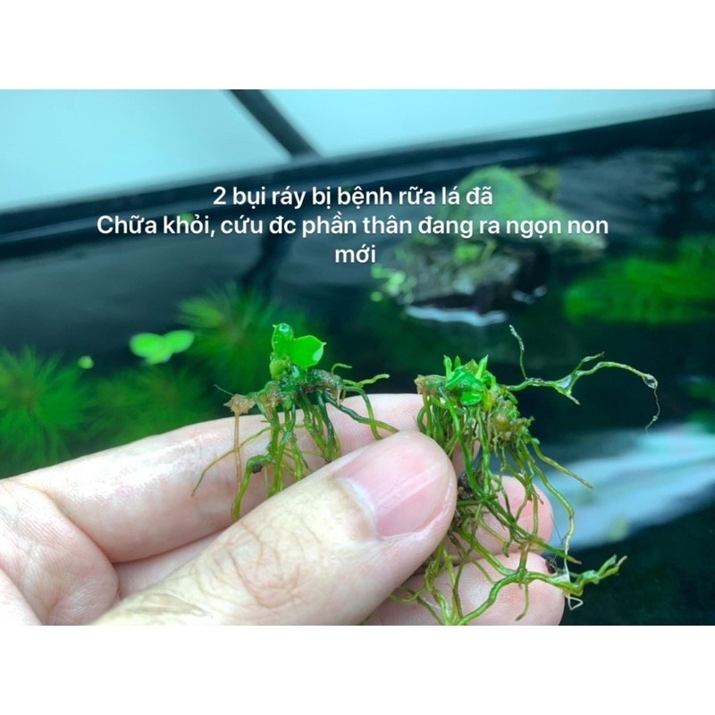 Dung dịch thủy sinh T Doctor - phòng và trị rửa thân ở cây ráy, bucep phân nước