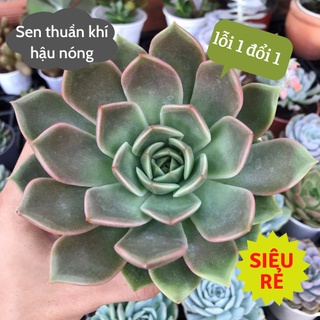 Sen đá Đế Vương Hồng size trung 10-12cm siêu rẻ đẹp