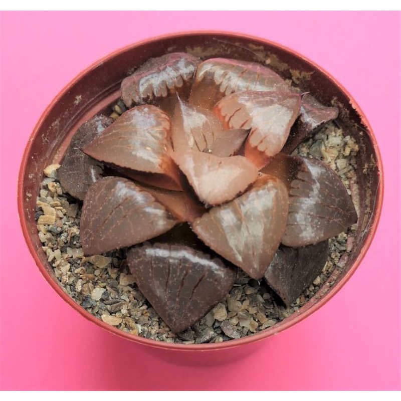 New sale 50%-  Sen Đá Haworthia Sun Moon Lake guốc Vip.😍